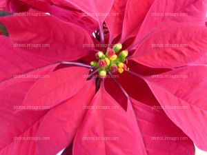 Flor de pascua