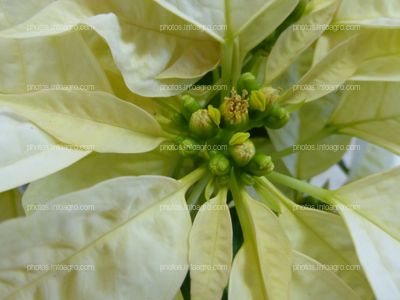Inflorescencia de Flor de pascua amarilla