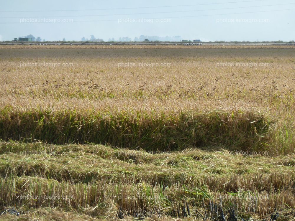 Arroz campo