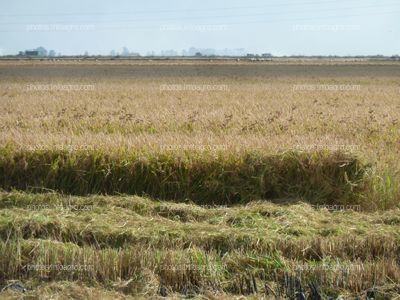 Arroz campo