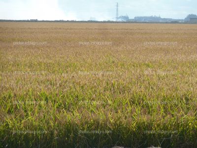 Arroz campo