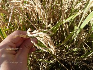 Arroz inflorescencia detalle