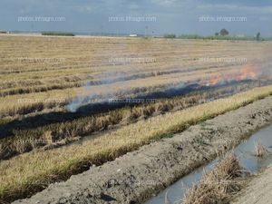 Quema rastrojo arroz