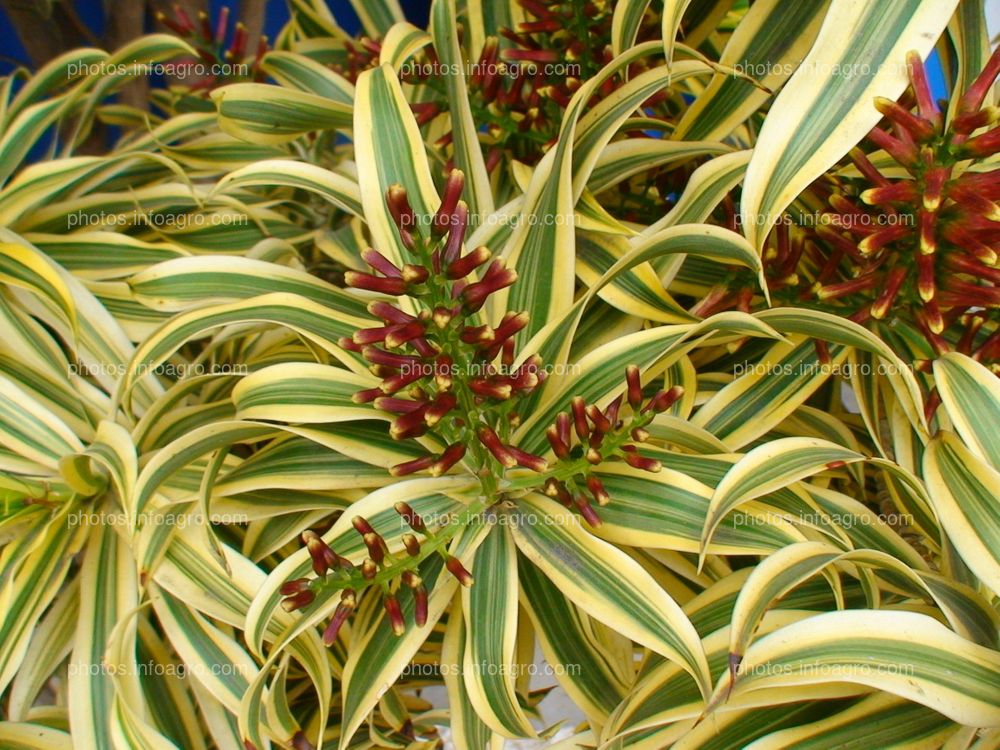 Dracaena reflexa Mauroguanandi