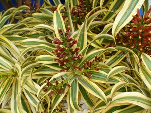 Dracaena reflexa Mauroguanandi