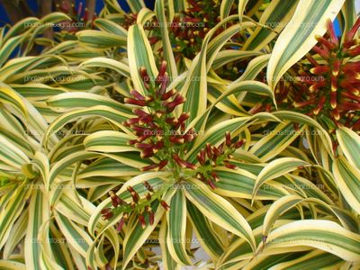 Dracaena reflexa Mauroguanandi