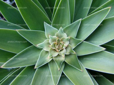 Dracaena sp. rosette