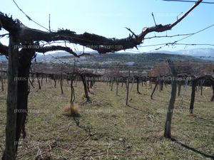 Poda vid (Vitis vinifera)