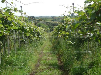 Kiwi Plantación