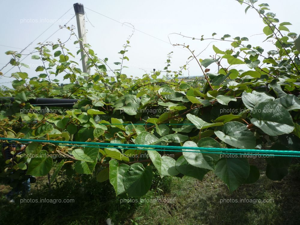 Kiwi planta soporte