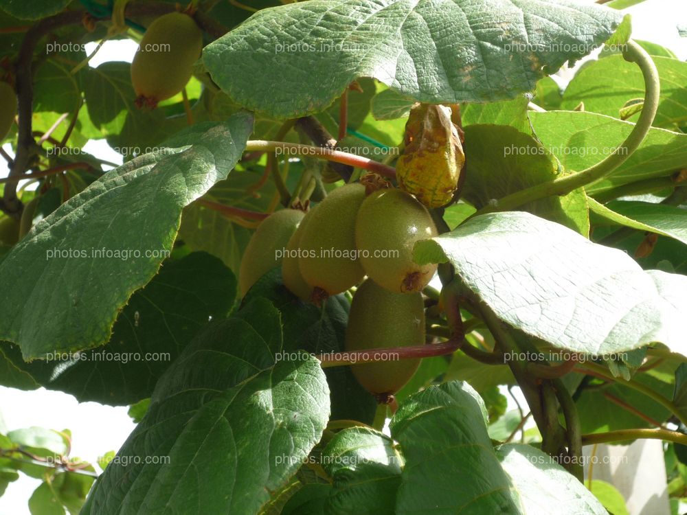 Kiwi al aire libre