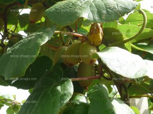 Kiwi al aire libre