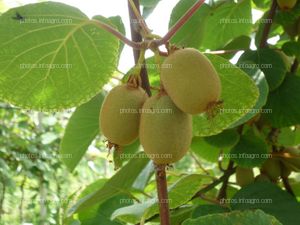 Kiwi frutos