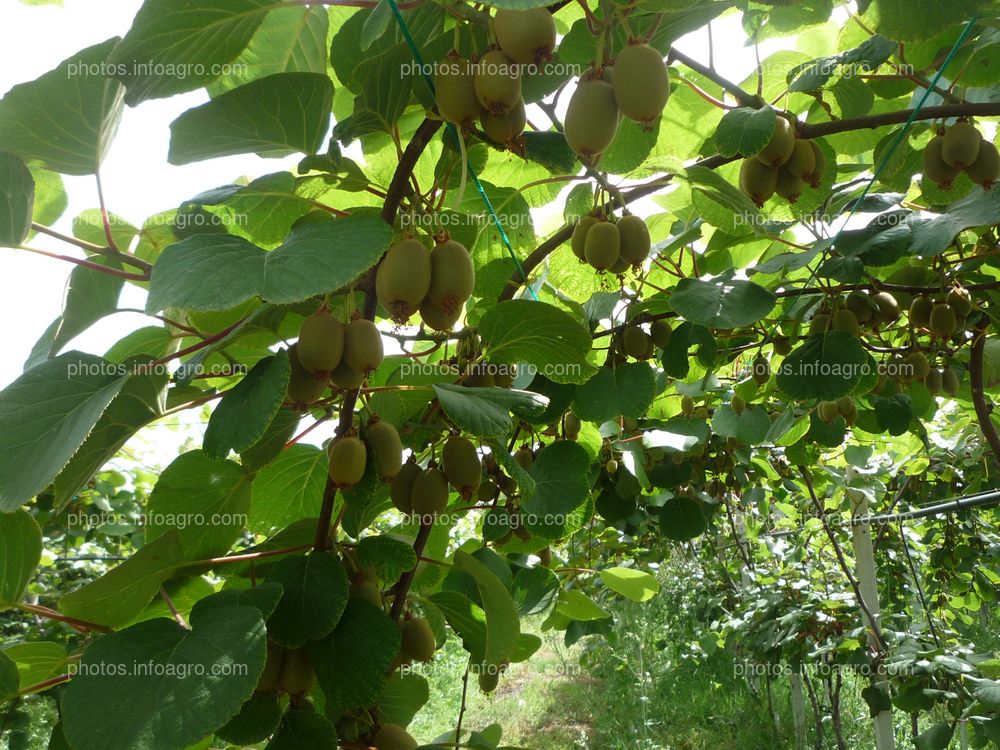 Kiwi Planta