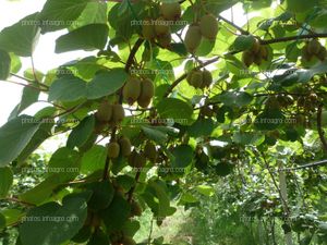 Kiwi Planta