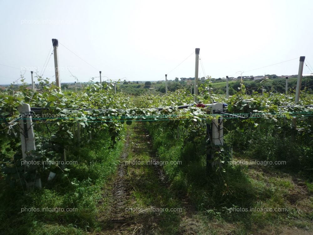 Kiwi Plantación