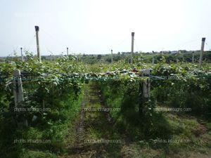 Kiwi Plantación