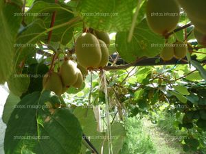 Kiwi Planta