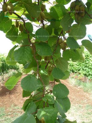 Kiwi Planta