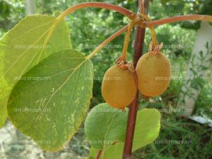 Kiwi (Actinidia deliciosa)