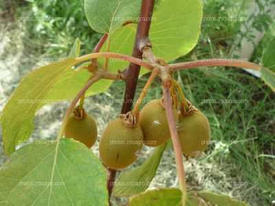 Kiwi frutos