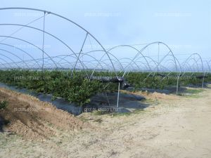 Cultivo de arándanos