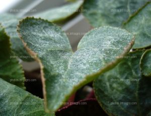 Cyclamen leaf Sarah