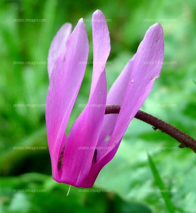 Cyclamen repandum flower gailhamp