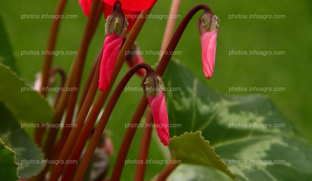 Cyclamen a yee