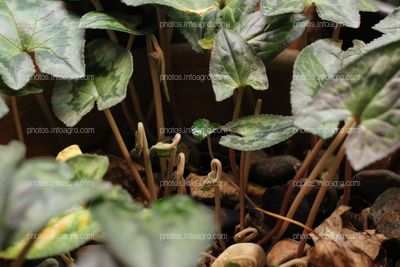 Ivy leaved cyclamen and children erutuon
