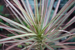 Cordyline Narin BI