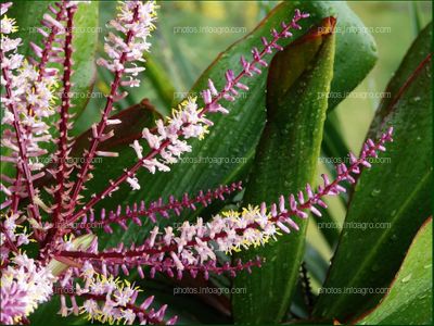 Cordylinefrutiosanflorescencia