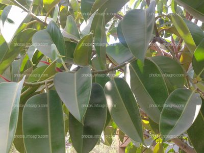 Ficus elastica himoegypt