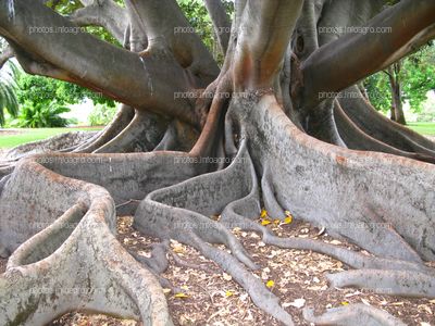 Ficus macrophylla Miran Rijavec