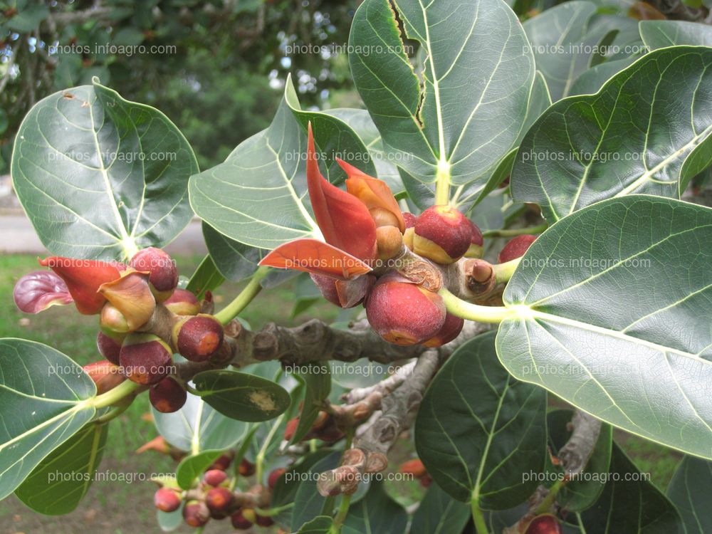 Figs and new leaves Margaret Donald