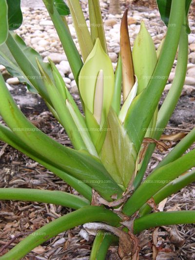 P.auriculatum Scott zona