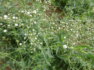 Paniculata