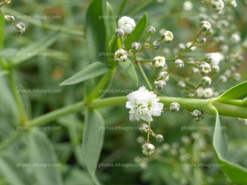 Paniculata