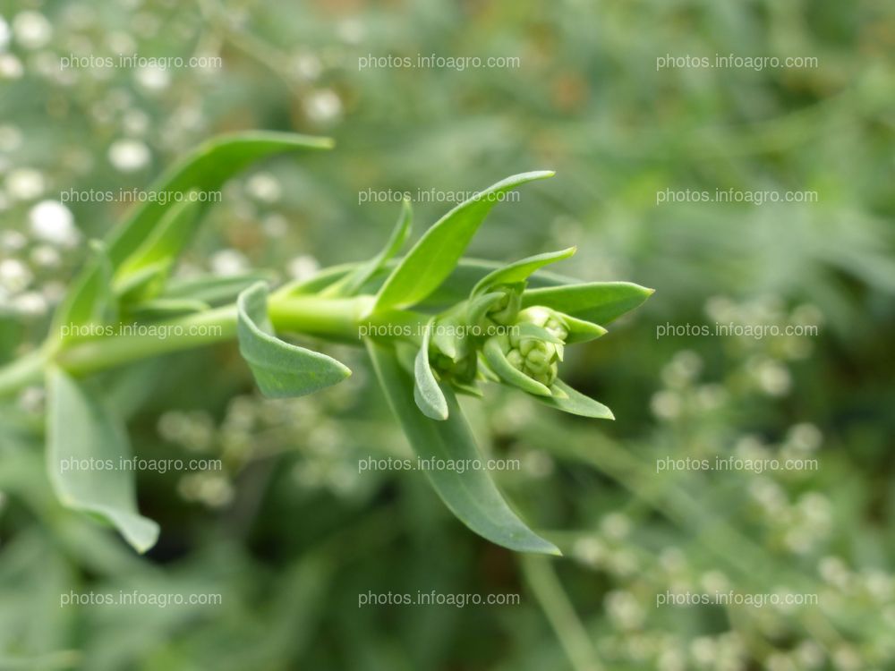 Paniculata