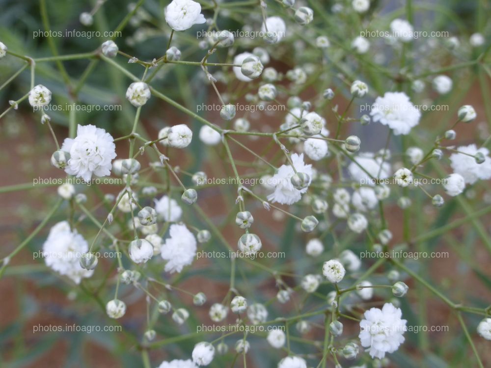 Paniculata