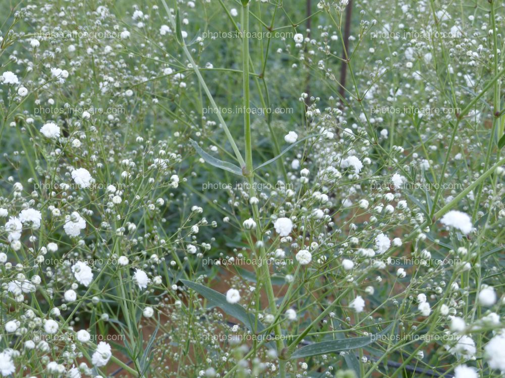 Paniculata