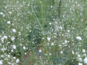 Paniculata