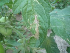 Galerias tuta hojas tomate