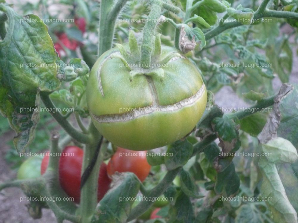 Rajado fruto tomate