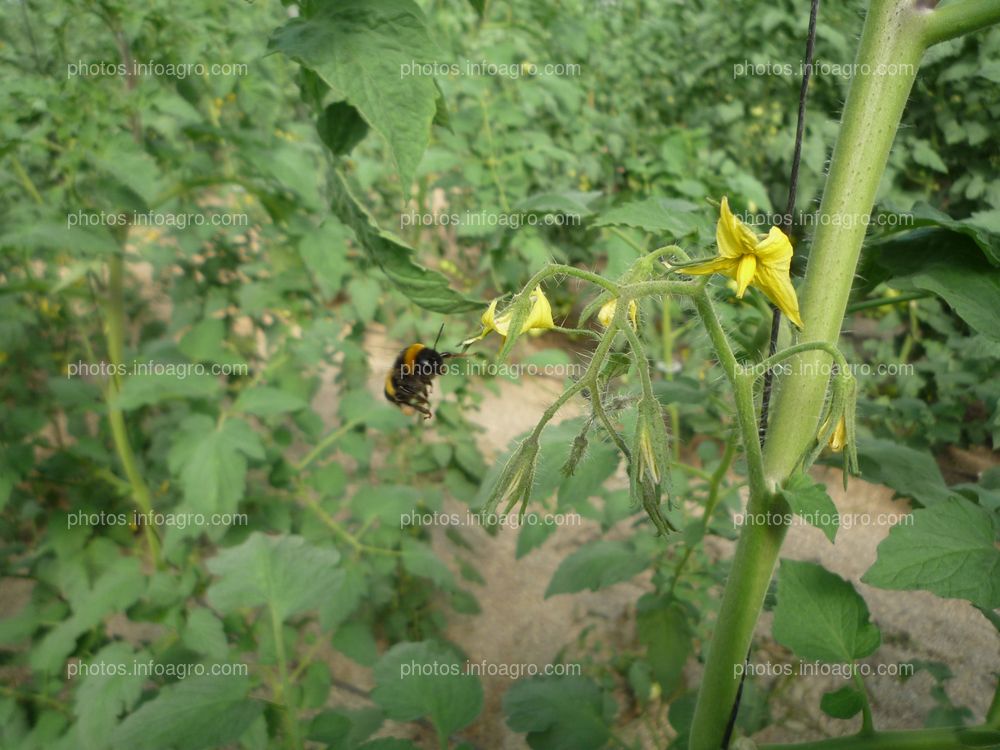 Tomate abejorro pica flor