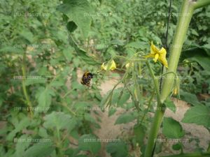 Tomate abejorro pica flor