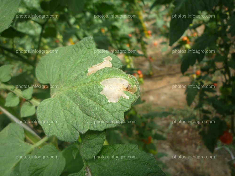 Tomate daños hoja tuta absoluta