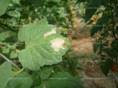 Tomate daños hoja tuta absoluta