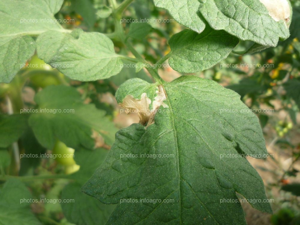 Tomate detalle daños hoja tuta