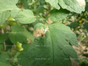 Tomate detalle daños hoja tuta